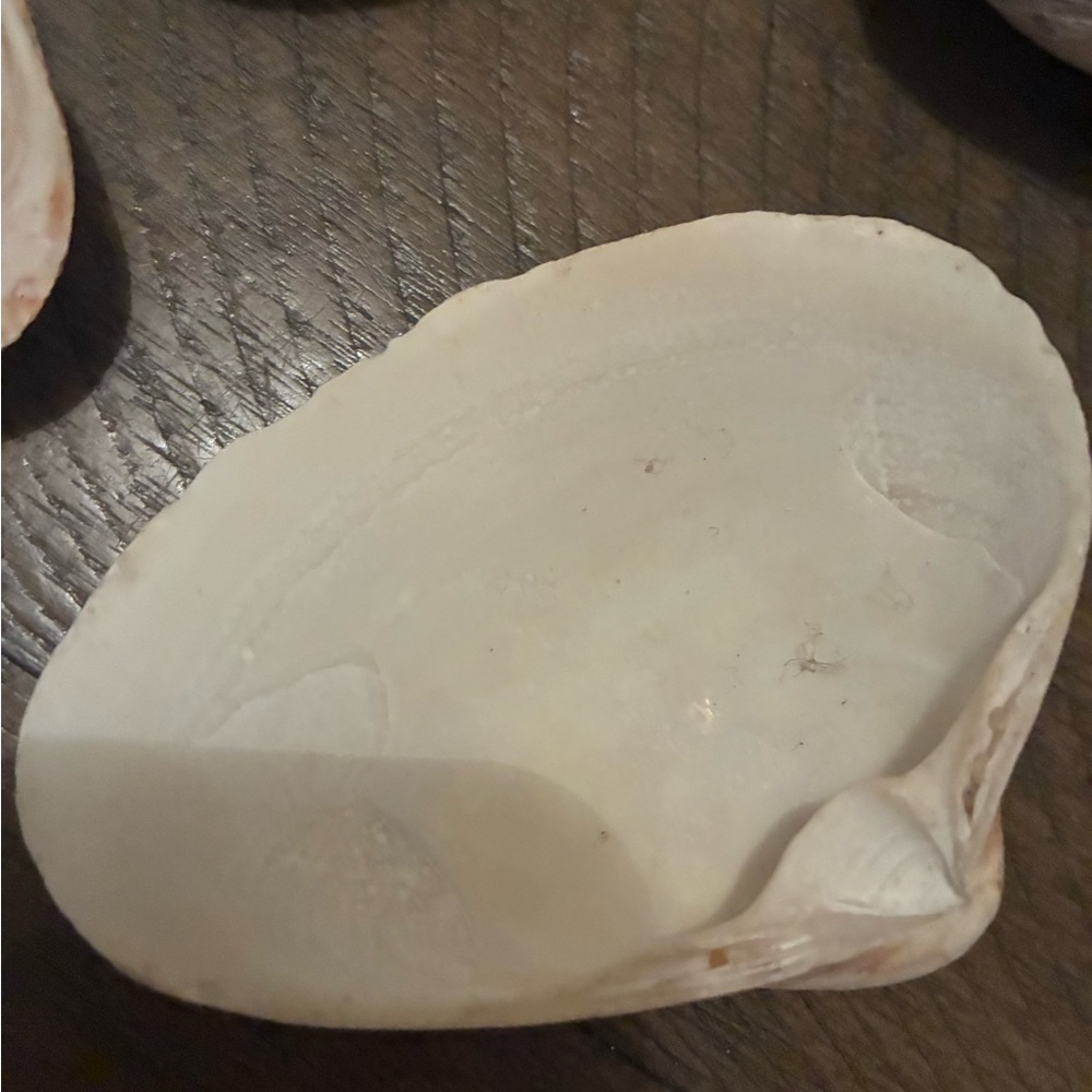 Assorted Seashell Collection - Picture 15 of 16